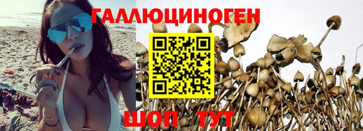 Абакан  Псилоцибиновые грибы мицелий  Вход с VPN 